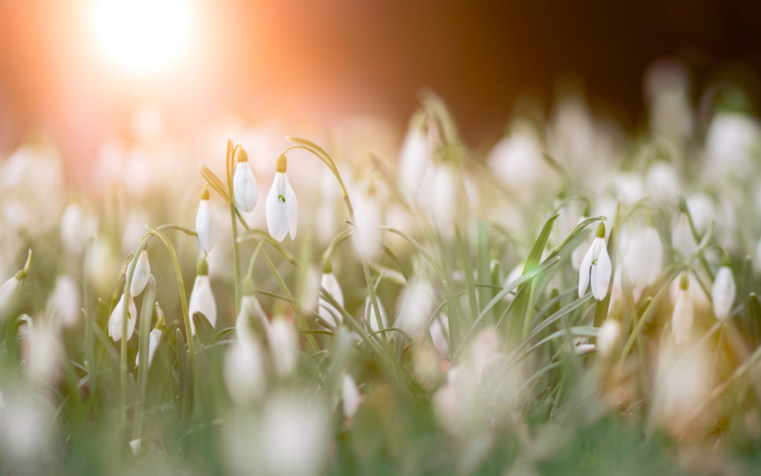 Your January Gardening To Do List