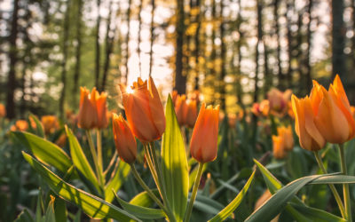 Plant of the month: Tulips