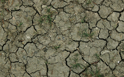 Heat Wave of 2018 and watering advice