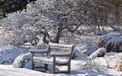 What to do in the Gardens in February