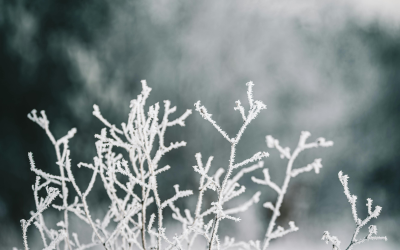 Taking care of your garden during a freeze