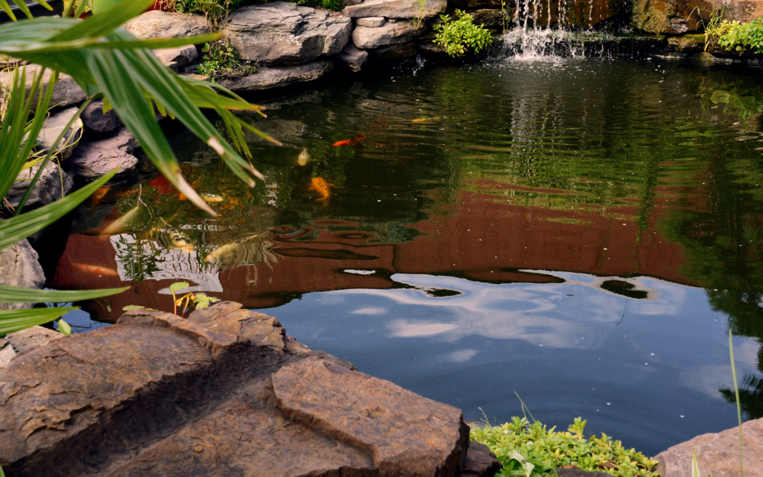 The benefits of a garden pond.