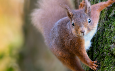 Creative (and perhaps strange!) ways to protect your plants from squirrels