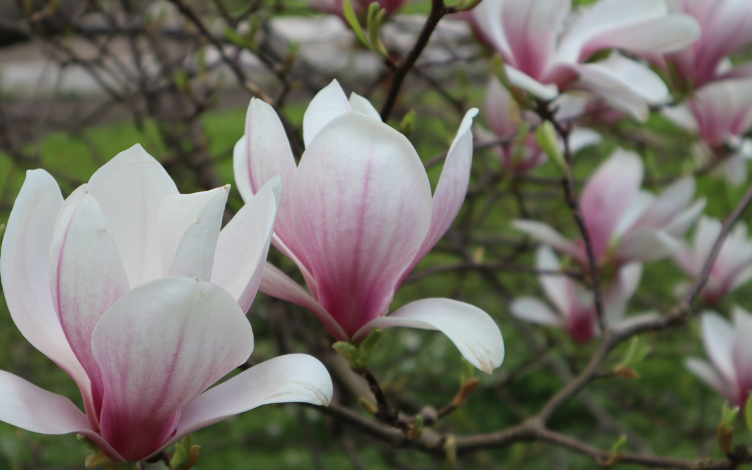 Plant of the Month: Magnolias