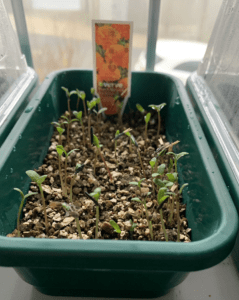 Seedlings in pot