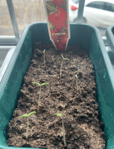 Tomato Seedlings in pot