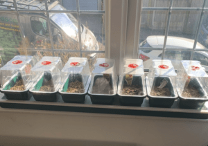 propagator on window ledge