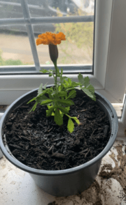 Mariglod growing in a pot