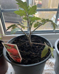 tomato plant growing in a pot