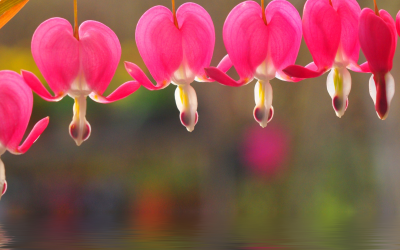 Plant of the Month: Dicentra