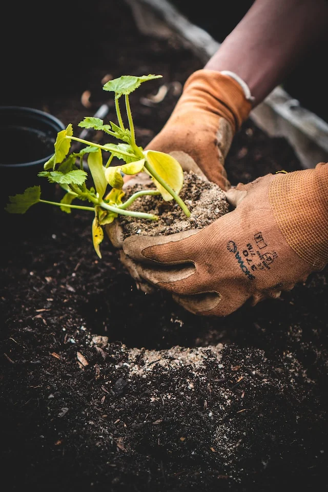 Gardner planting a plant