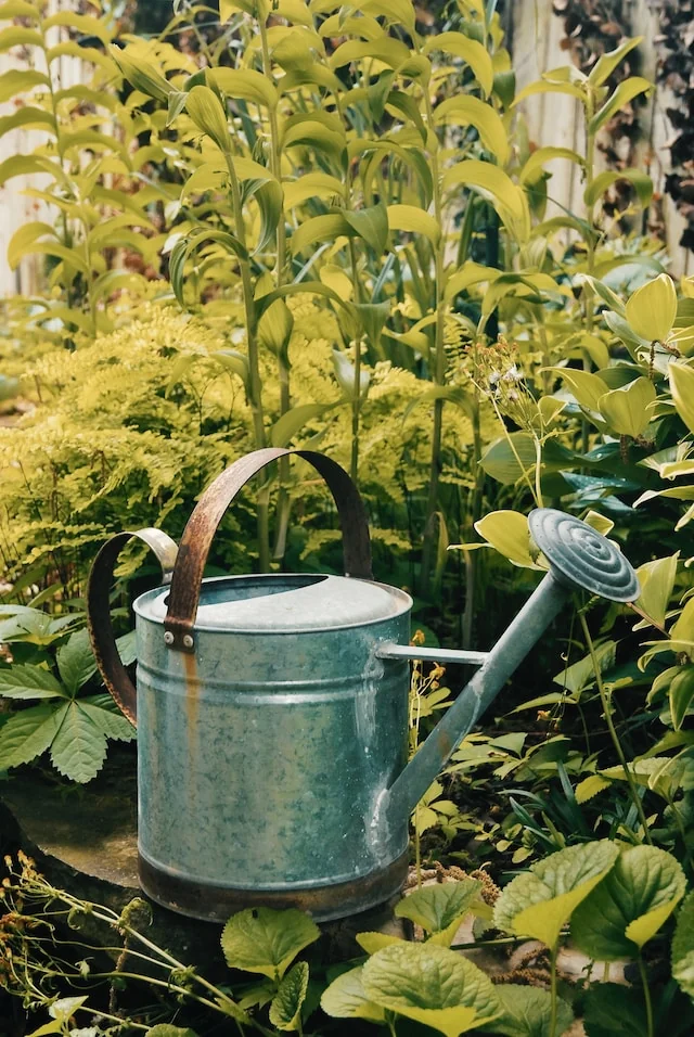 Watering Can in a Greenhouse