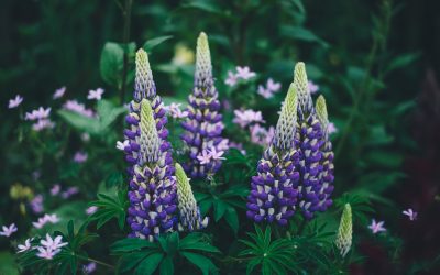 Easy Beginners guide to planting perennials