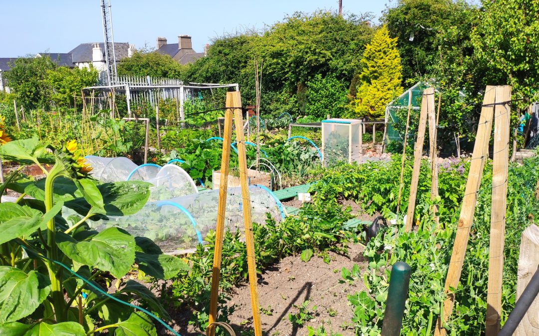 Tips for Planning and Planting Your Allotment