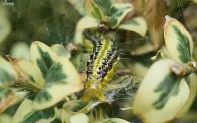 Identifying and dealing with boxwood caterpillar