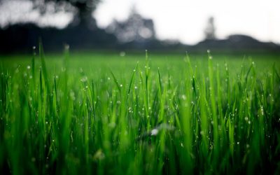 Tips for Achieving a Lush and Healthy Lawn