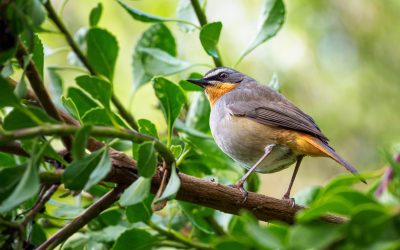 Tips for Maintaining Hedges as Wildlife Habitats
