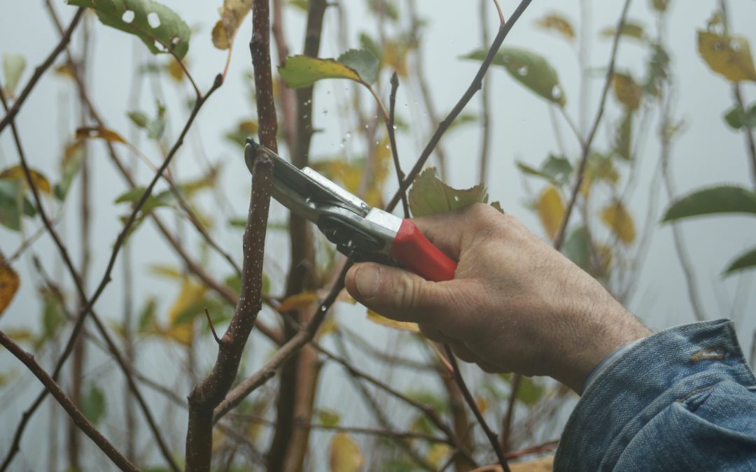 February in the UK Garden: Embrace the Winter Tasks!