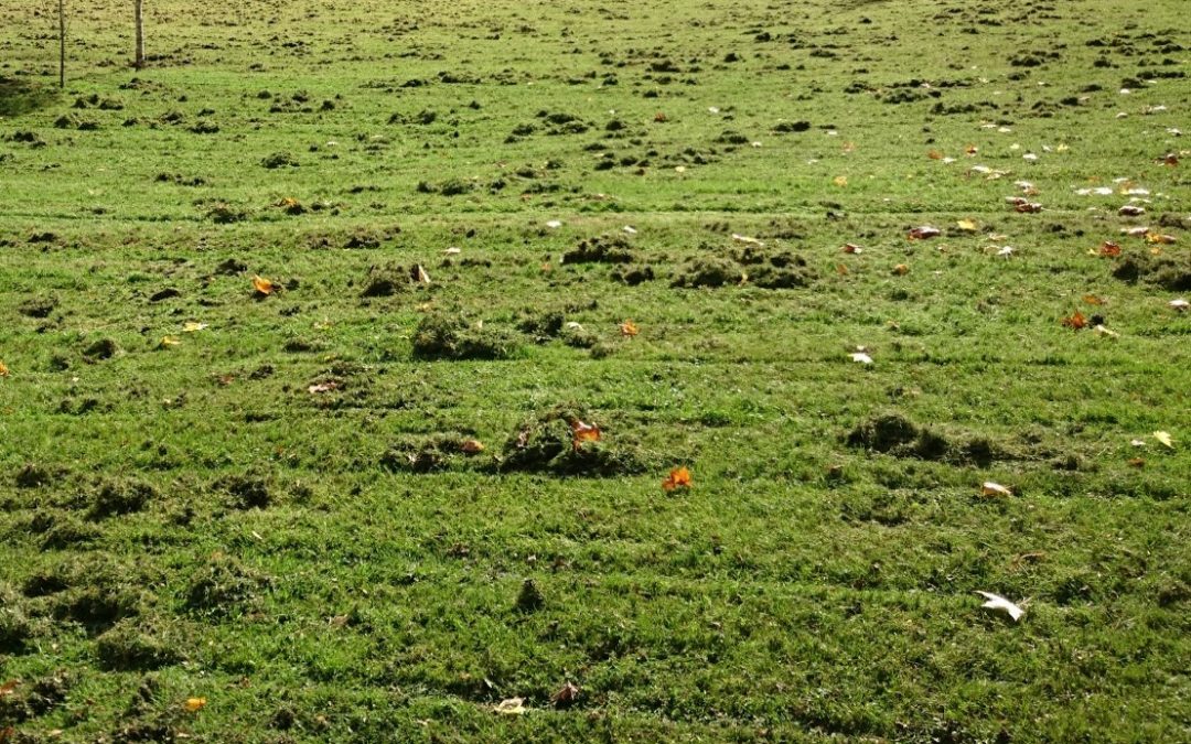 Unveiling the Benefits of Scarification