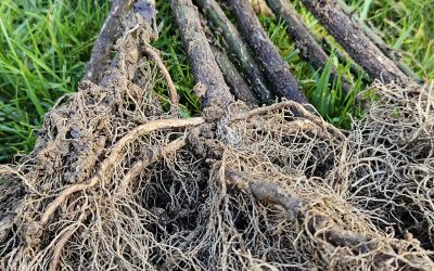 Benefits of Planting a Bare-Root Hedge