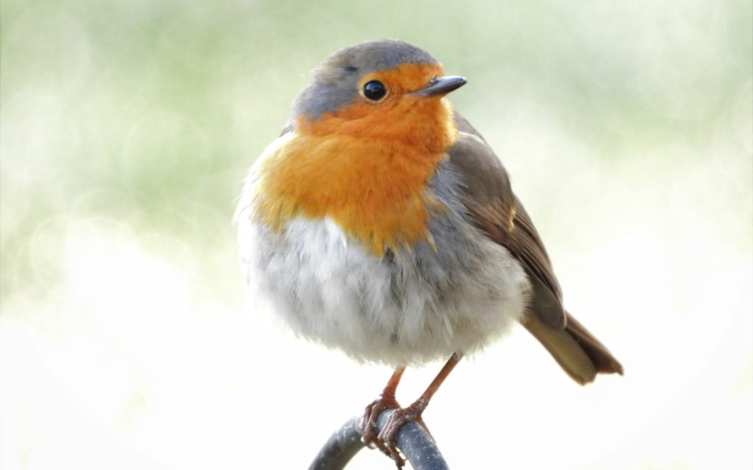 Welcome Wildlife: How to Attract Birds to Your Garden