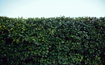 The Best Hedges for Your Garden: A Comprehensive Guide