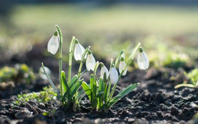 Snowdrops: A Guide to Cultivating These Delicate Beauties