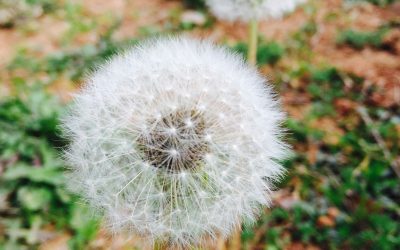 Using a Weed Burner as an Alternative to Chemicals: