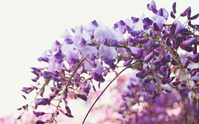 Wisteria Pruning: A Deep Dive into Taming the Beauty