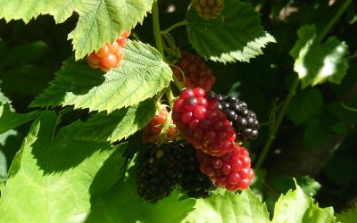 Brambles to Bloom: My Gardening Chronicles — An Introduction