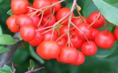 Plant of the Month: January — Pyracantha