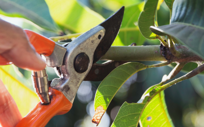 February Garden Jobs: Last-Chance Pruning, Plant Care, and Seasonal Maintenance