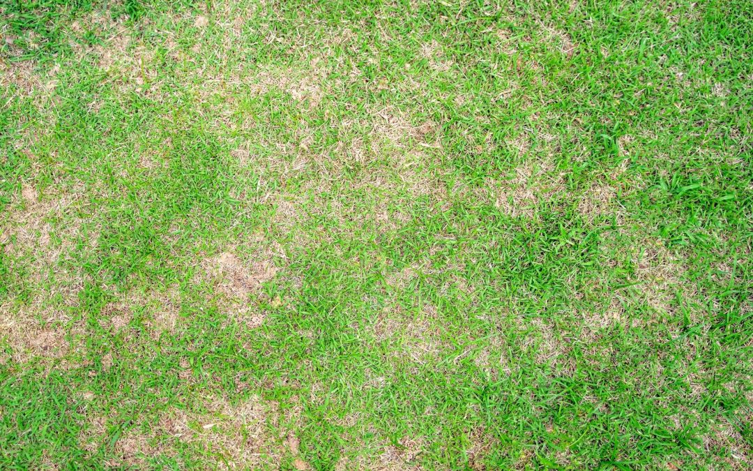 How to Repair Bare Patches in Your Lawn: A Complete Guide