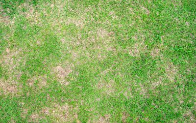 How to Repair Bare Patches in Your Lawn: A Complete Guide