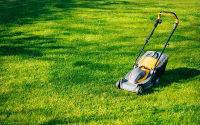 When and How Often Should You Cut Your Lawn? The Complete UK Guide