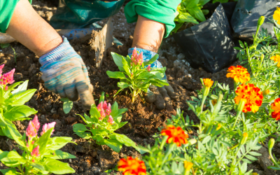 The Hidden Benefits of Regular Garden Maintenance