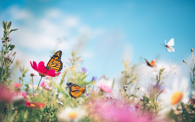 Create a Living Canvas