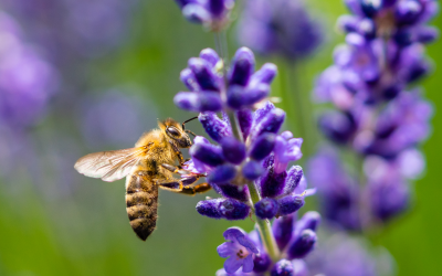 How to Create a Pollinator-Friendly Garden