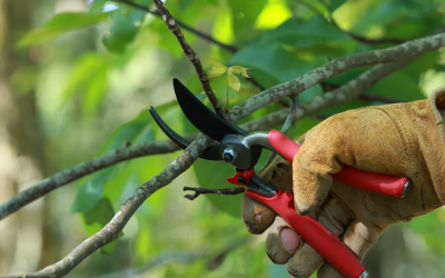 Basic Pruning Techniques