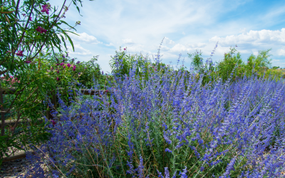 Plant of the Month August: Russian Sage