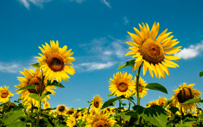 Plant of the Month July: Sunflowers