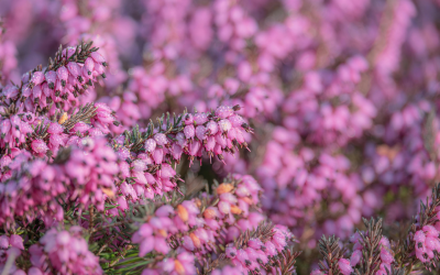 Plant of the Month September: Heathers