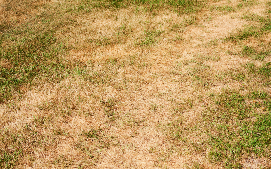 Autumn Lawn Care: Feeding, Scarifying and Preparing for Winter