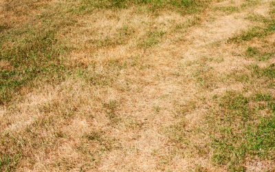 Autumn Lawn Care: Feeding, Scarifying and Preparing for Winter
