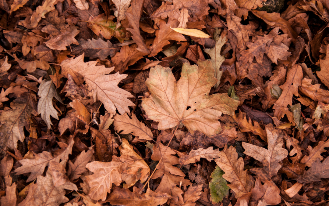 DIY Leaf Mould
