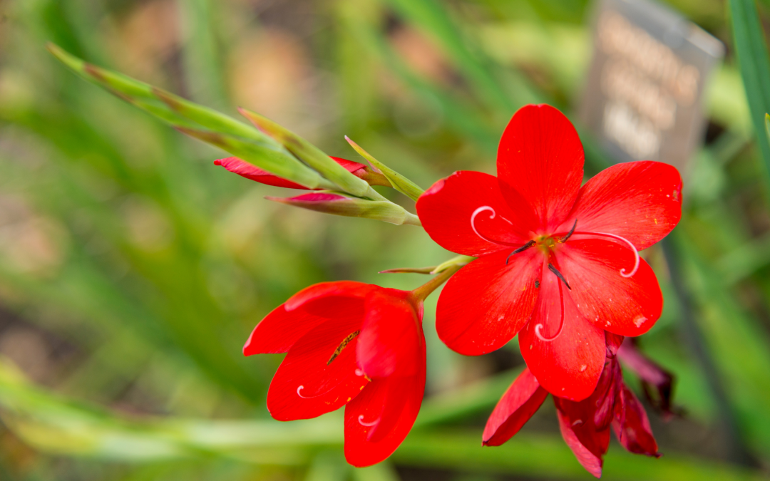 Plant of the Month October: Hesperantha coccinea ‘Major’